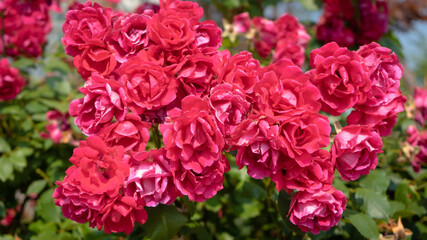 a bunch of red roses