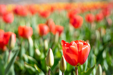 Obraz premium red tulip