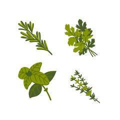Culinary herb. Common aromatic cooking herbs on white background. Flat Vector hand drawn illustration.