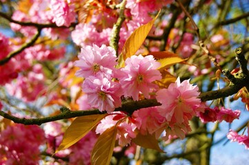 pink cherry blossom