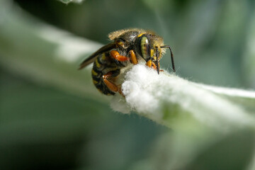 Bienen, Hummeln, Bremsen, Wespen, Fliegen, Schmetterlinge, Schwebfliegen beim fressen und bestäuben von Nutzpflanzen und anderen Blumen