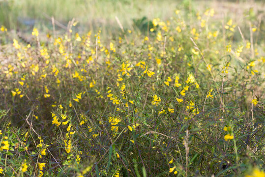 Melampyrum pratense, common cow-wheat yellow flowers closeup