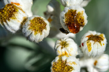 Bienen, Hummeln, Bremsen, Wespen, Fliegen, Schmetterlinge, Schwebfliegen beim fressen und...