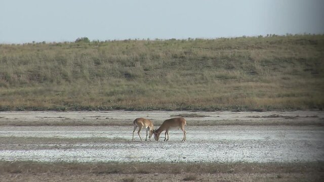 Kalmykia, nature reserve. A herd of saigas on a dry salt lake.