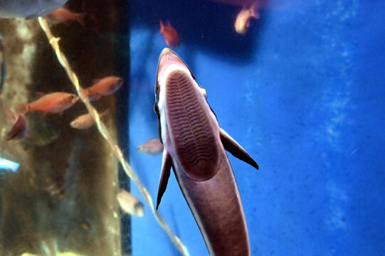 水族館のガラスに吸盤で貼り付くコバンザメの姿（日本の新江ノ島水族館）