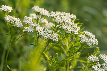 Achillea millefolium,  common yarrowwhite flowers macro selective focus © aga7ta