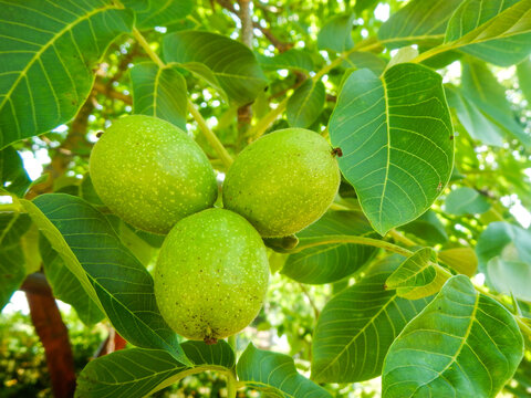 Juglans regia, the Persian walnut, English walnut, Carpathian walnut, Madeira walnut, or especially in Great Britain, common walnut, is an Old World walnut tree species native to the region stretching