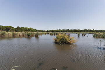 A beautiful lake in the middle of the forest, setubal, portugal