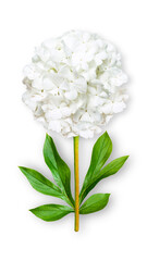 Offbeat viburnum flower. Composition of white flowers of Roseum viburnum with peony leaves. Art object on a white background.