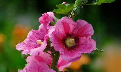 Flowers stock rose pink