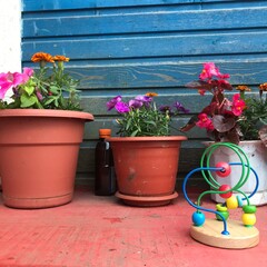 flowers in pots