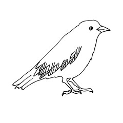 Happy Halloween. Raven bird sitting - vector illustration, logo, emblem black and white, one color.