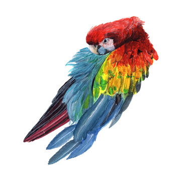 Macaw parrot Watercolor painting isolated. Watercolor hand painted cute animal illustrations.