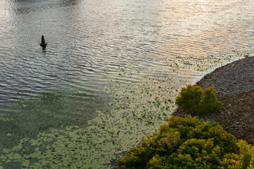 River with beautiuful reflection of a sunset and stony beach with green bushes