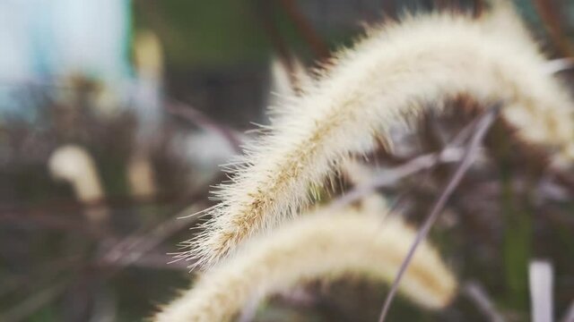 Timothy grass moves like dancing under the breeze.
