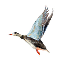 Duck Watercolor painting isolated. Watercolor hand painted cute animal illustrations.