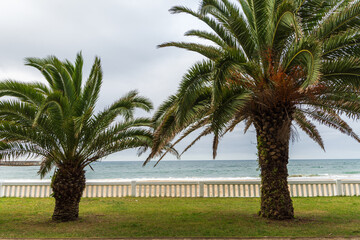 Fototapeta na wymiar Horizontal view of two palm trees with white fence with the sea in the background, a cloudy afternoon in Comillas, Cantabria, Spain