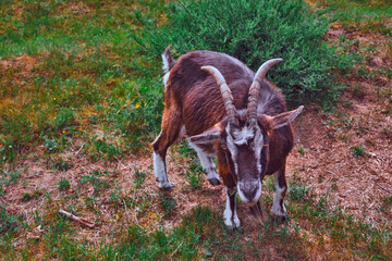 Ziegenbock auf freier Wiese