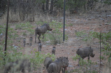 Fototapeta premium Wild Warthogs in Chobe and Etosha 