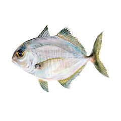 Marine Fish Watercolor painting isolated. Watercolor hand painted cute fish illustrations.