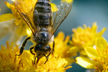 Bienen, Hummeln, Bremsen, Wespen, Fliegen, Schmetterlinge, Schwebfliegen beim fressen und...