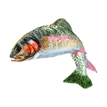 Marine Fish Watercolor painting isolated. Watercolor hand painted cute fish illustrations.