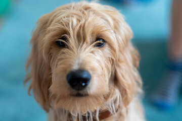 Ein Mini Goldendoodle blickt in die Kamera.