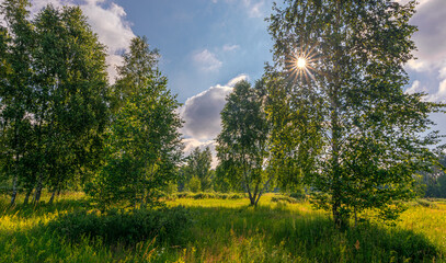 Sunny morning in nature. Forest. Meadow.