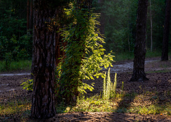 Fototapeta premium Walk through the wooded area. Hiking.