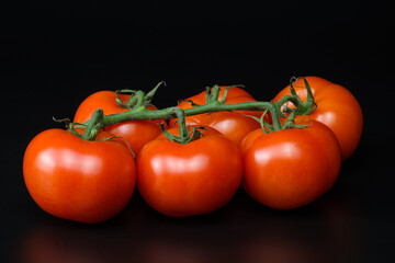 Eine Rispe mit frischen saftig roten Tomaten (Rote Rispentomaten) auf dunklem schwarzen Hintergrund