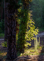 Obraz premium Walk through the wooded area. Hiking.