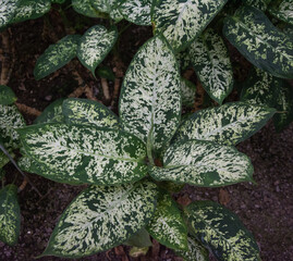 Diifenbaquia plant, Araceae family, species Exotic Dieffenbachia Compact from Central and South...