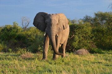 Obraz premium African Elephants in Etosha National Park in Namibia