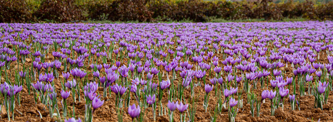 Landscape pink saffron and flower red gold © EMILIA