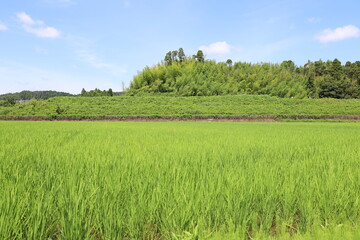 青空と田んぼ