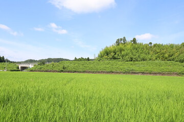 青空と田んぼ