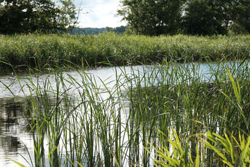 Flusslauf mit Schilfgürtel an den Ufern