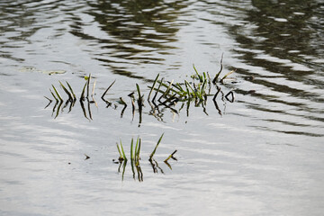 Wasserpflanzen an einem See © Erik
