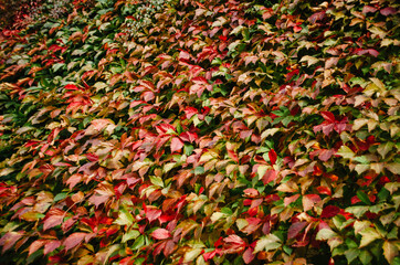 A wall of bright red ivy leaves. Colorful ivy texture background in autumn