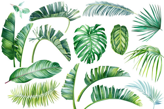 Tropical Plants, Monstera, Strelitzia, Eucalyptus, Banana Palm. Exotic Flora. Isolated Objects On White Background