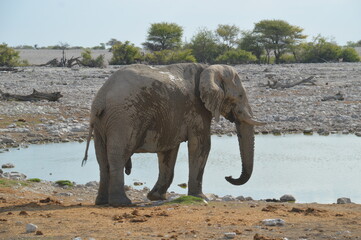 African Elephants in Etosha National Park in Namibia