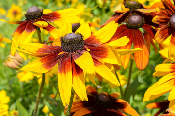 yellow rudbeckia flower in the garden