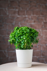 bunch of green basil in a flower pot, copy space on top