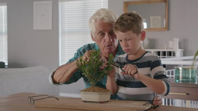 Grandchild learning gardening and plant care with the help of grandpa. Smiling boy helping senior man trimming bonsai at home. Grandson and grandfather pruning together baby plant at home.