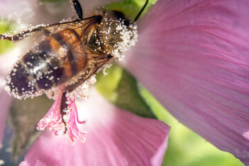 Bienen, Hummeln, Bremsen, Wespen, Fliegen, Schmetterlinge, Schwebfliegen beim fressen und bestäuben von Nutzpflanzen und anderen Blumen