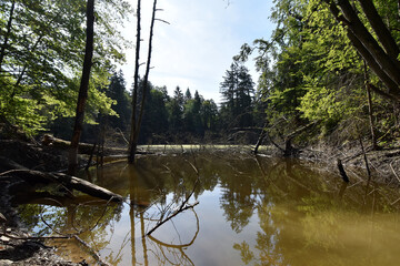 Kloppbruchweiher bei Nonnweiler