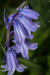 A close up of a Bluebell flower in April in England.