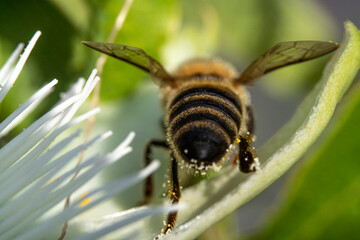 Bienen, Hummeln, Bremsen, Wespen, Fliegen, Schmetterlinge, Schwebfliegen beim fressen und bestäuben von Nutzpflanzen und anderen Blumen