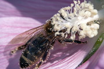 Bienen, Hummeln, Bremsen, Wespen, Fliegen, Schmetterlinge, Schwebfliegen beim fressen und...