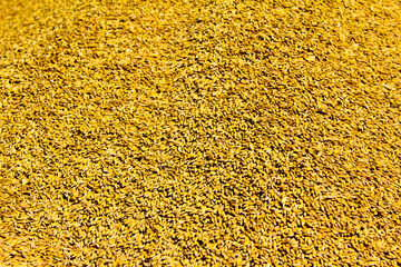 Grain of barley new harvest of barley 2020 Ukraine
